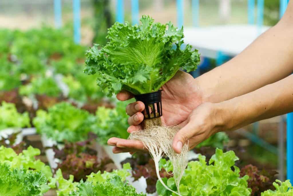 Hands holding lettuce grown with hydroponic system