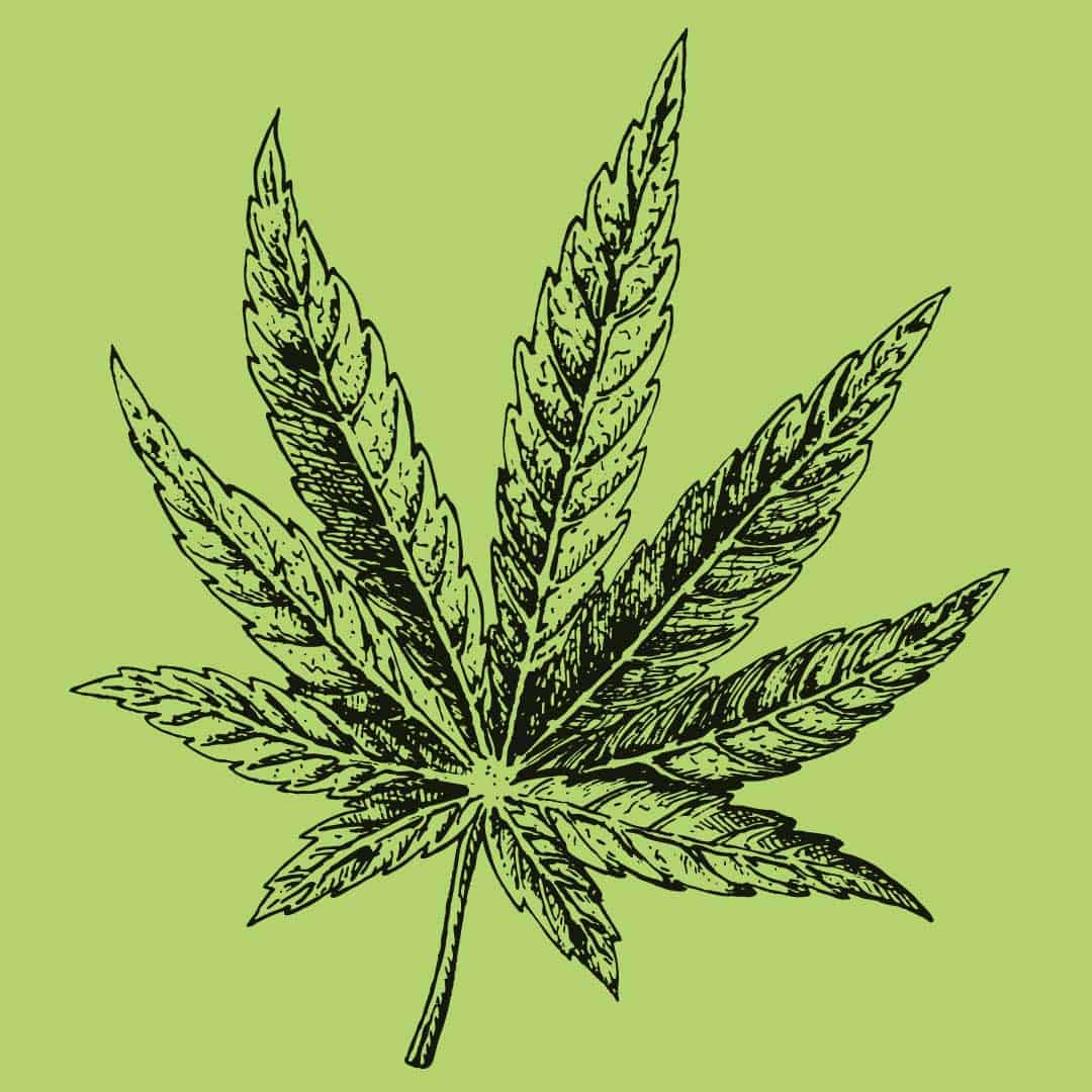 hand drawn hemp leaf illustration