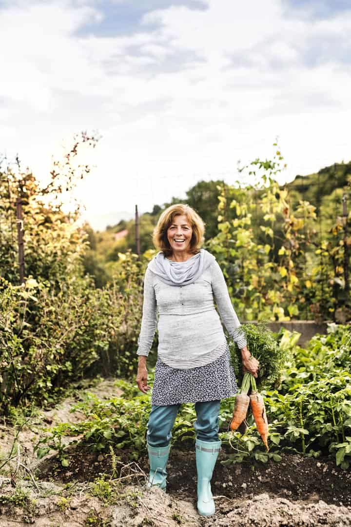 Happy healthy senior woman harvesting vegetables on allotment. Woman gardening.
