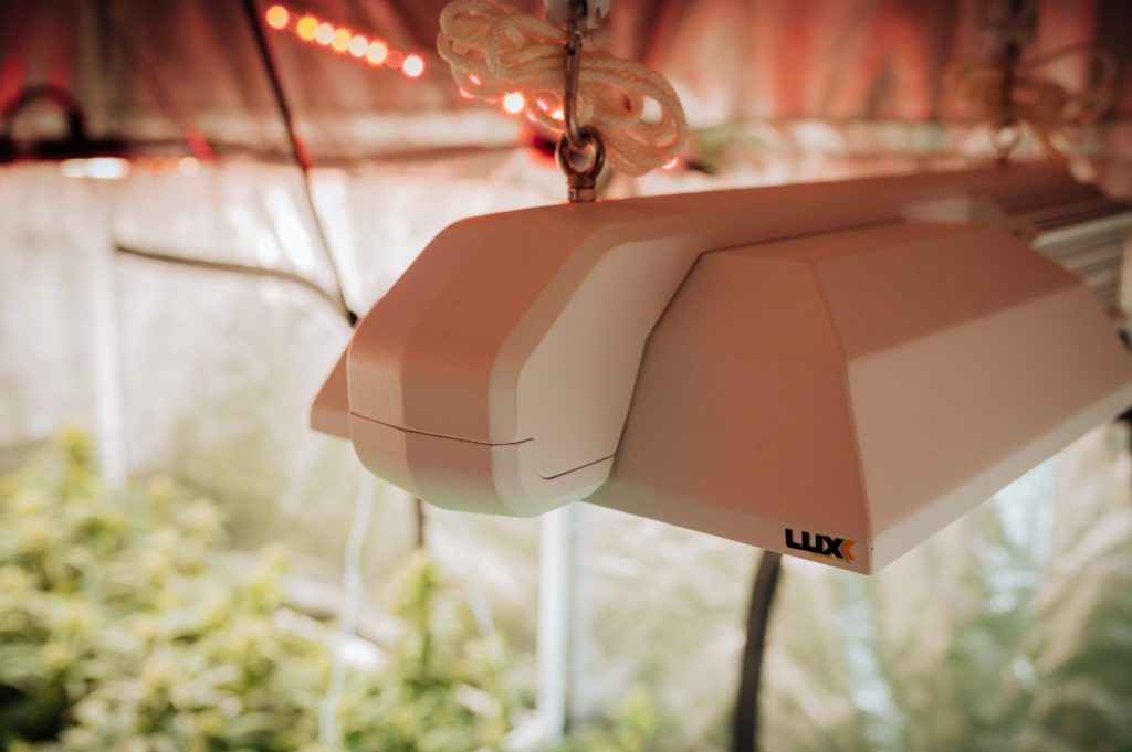 Growing Light in foreground over growing plants in a tent