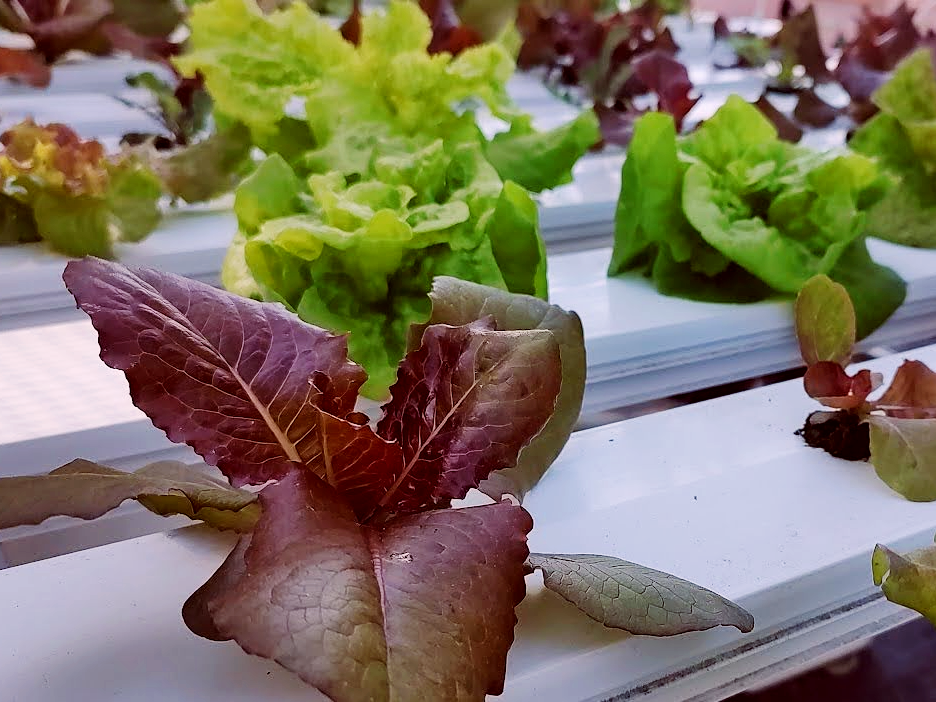 lettuce nft 2022