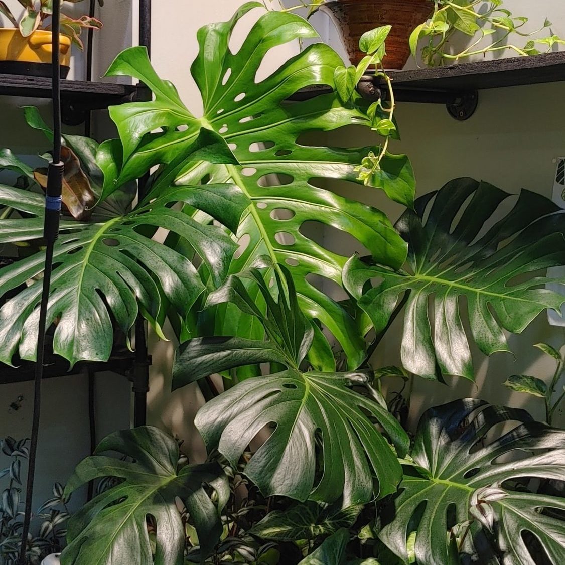 monstera in a hydroponic system
