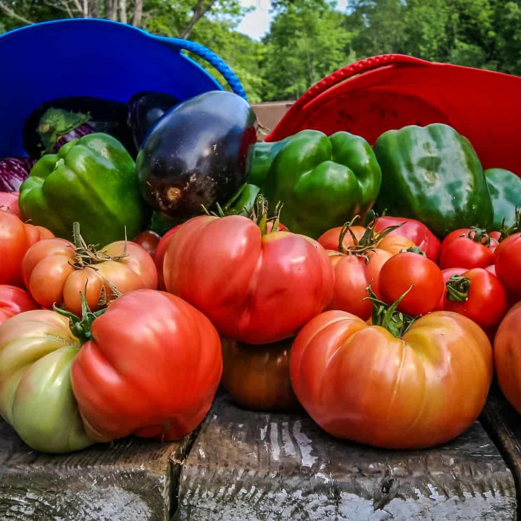 Organic vegetables in basket